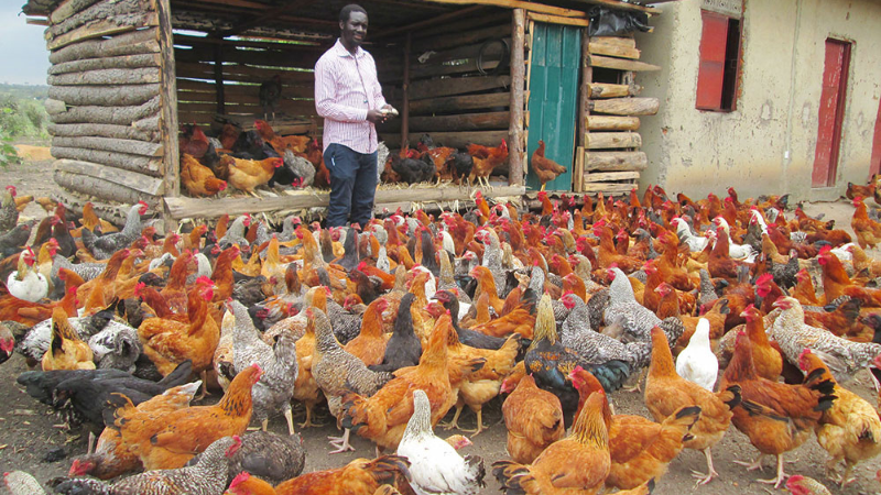 Chicken rearing in Uganda